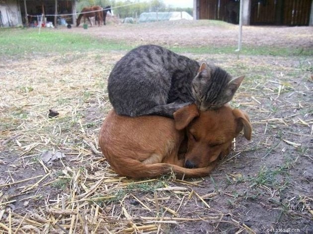 24 Photos That Reveal Why Cats Are Master Sleepers