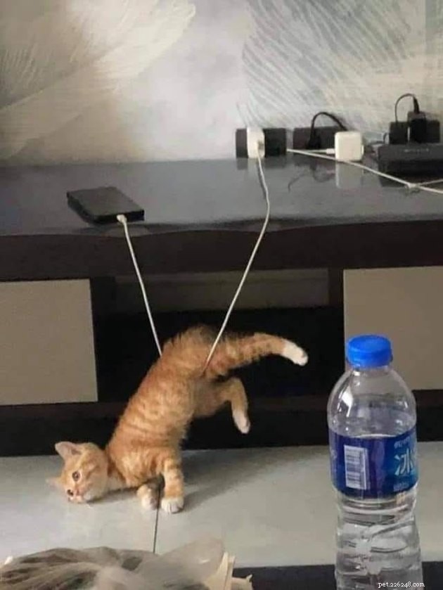 24 Photos That Reveal Why Cats Are Master Sleepers