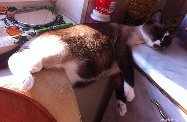 24 Photos That Reveal Why Cats Are Master Sleepers