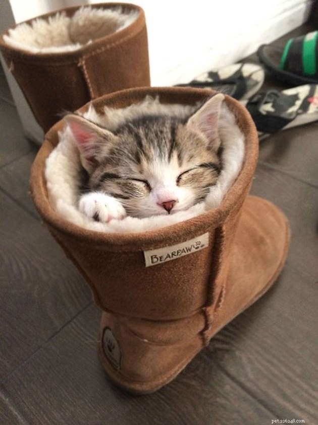 24 Photos That Reveal Why Cats Are Master Sleepers