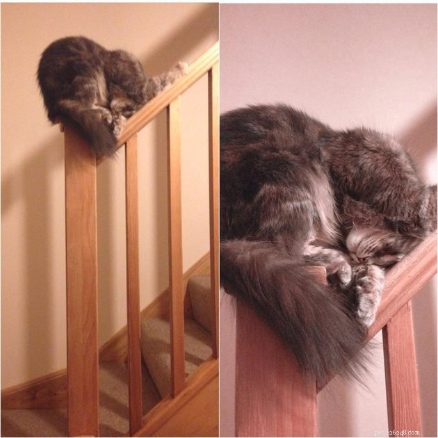 24 Photos That Reveal Why Cats Are Master Sleepers