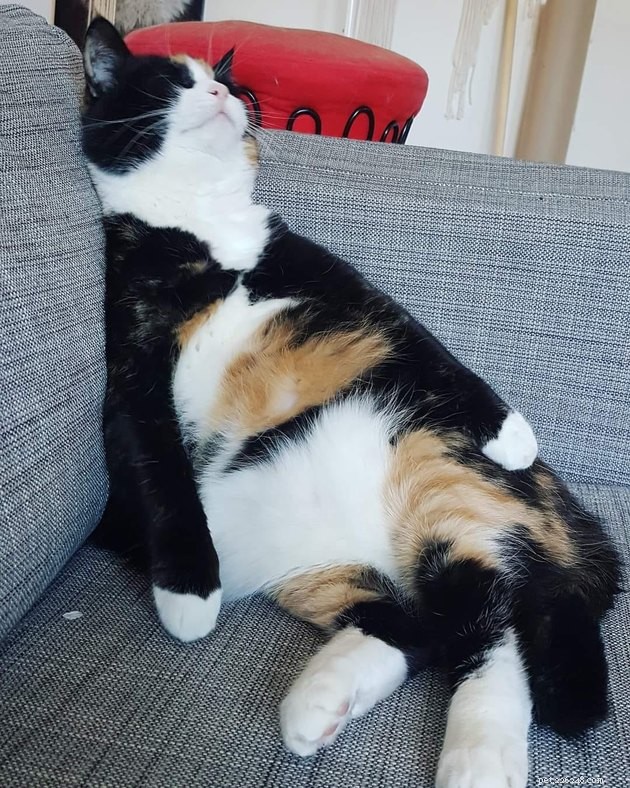 24 Photos That Reveal Why Cats Are Master Sleepers