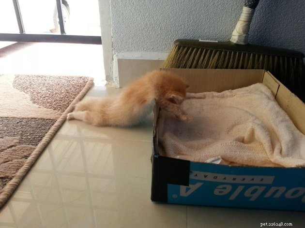 24 Photos That Reveal Why Cats Are Master Sleepers