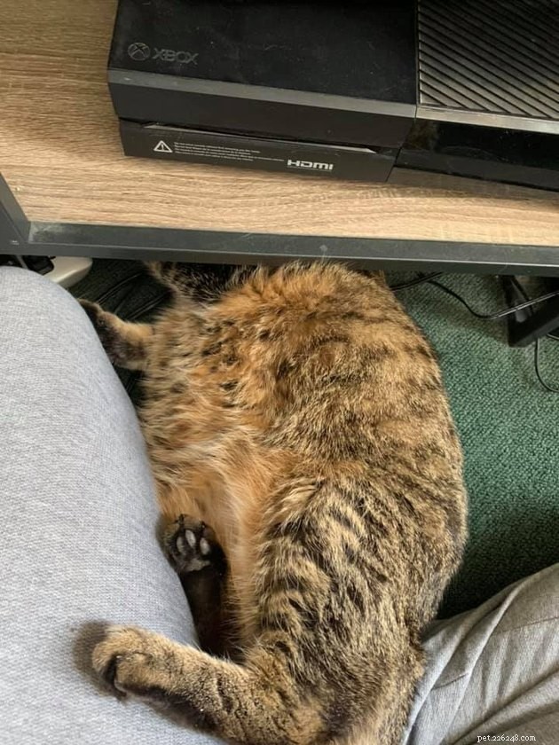 24 Photos That Reveal Why Cats Are Master Sleepers
