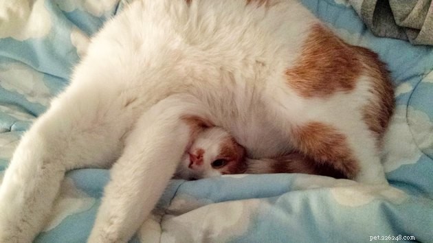 24 Photos That Reveal Why Cats Are Master Sleepers