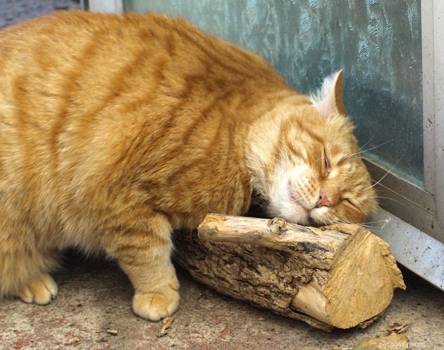 24 Photos That Reveal Why Cats Are Master Sleepers