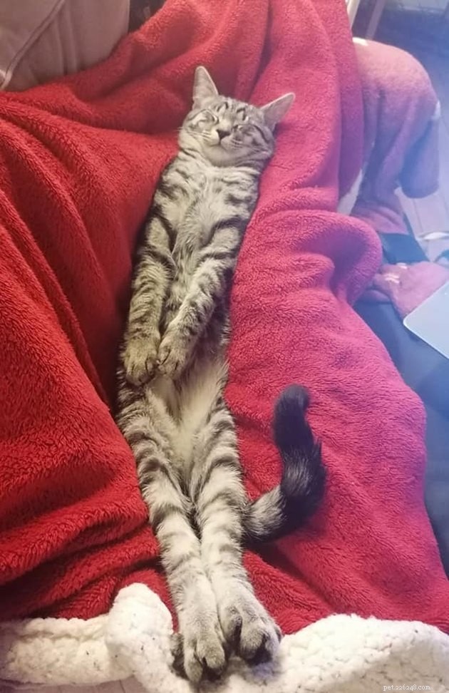 24 Photos That Reveal Why Cats Are Master Sleepers