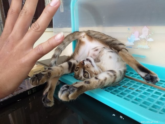 24 Photos That Reveal Why Cats Are Master Sleepers