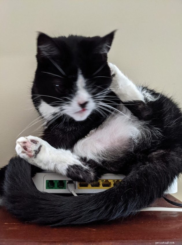 24 Photos That Reveal Why Cats Are Master Sleepers