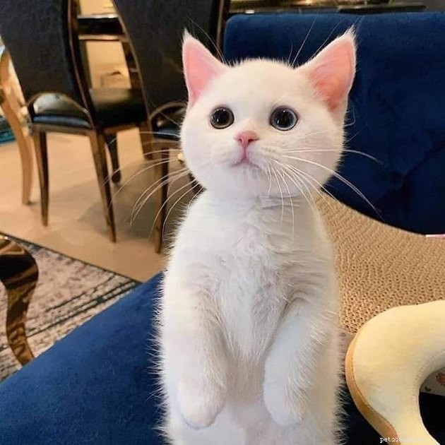 17 Fascinating Cats with Stunning, Large Eyes