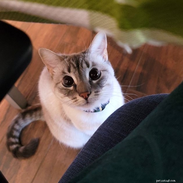 17 Fascinating Cats with Stunning, Large Eyes