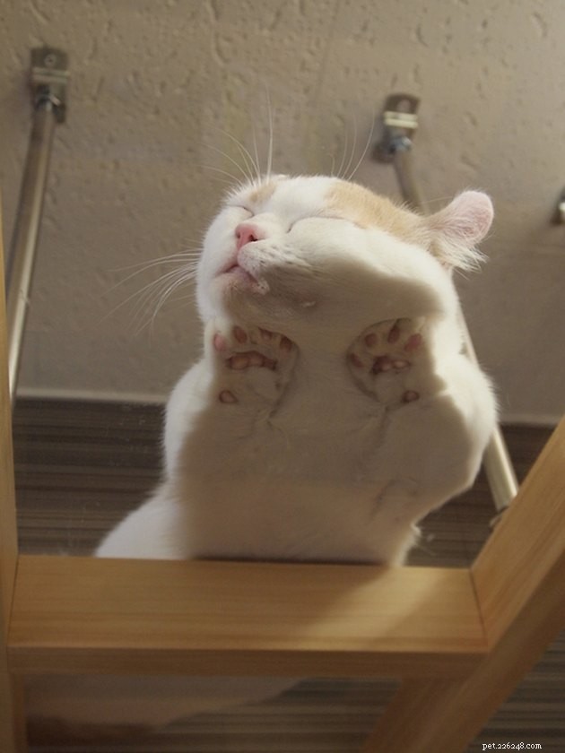 24 Photos That Reveal Why Cats Are Master Sleepers