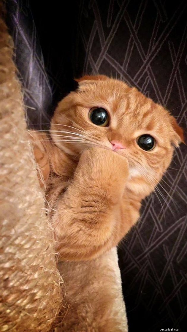 17 Fascinating Cats with Stunning, Large Eyes