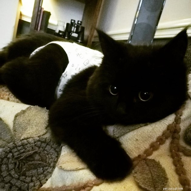 17 Fascinating Cats with Stunning, Large Eyes