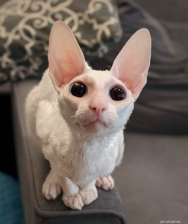 17 Fascinating Cats with Stunning, Large Eyes