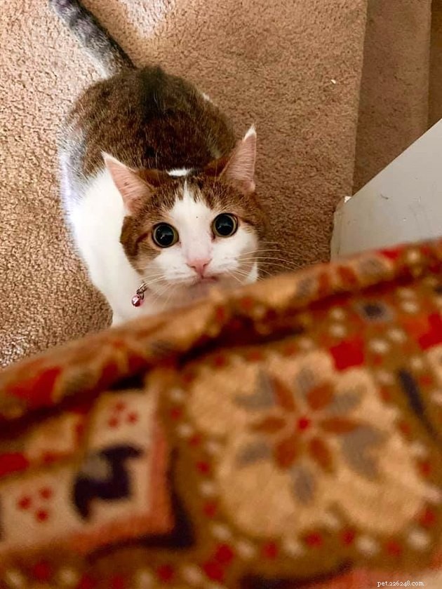 17 Fascinating Cats with Stunning, Large Eyes