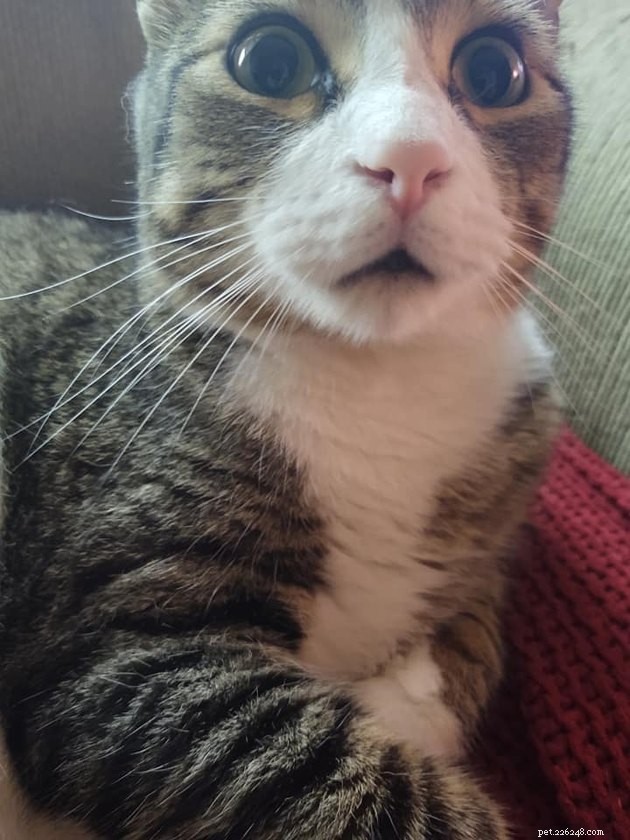 17 Fascinating Cats with Stunning, Large Eyes