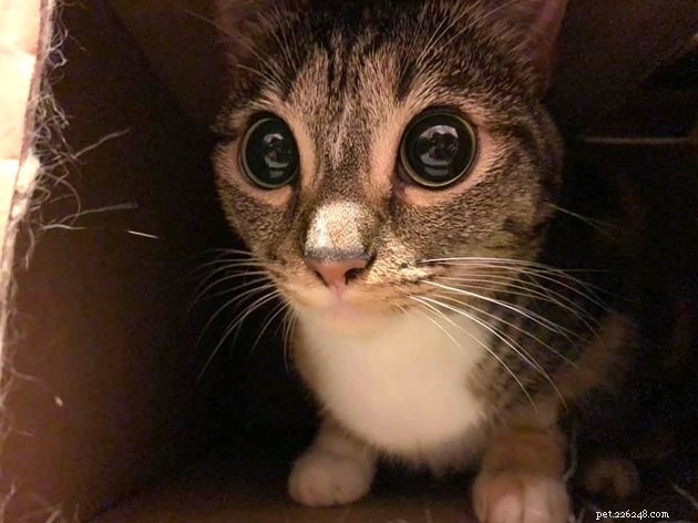 17 Fascinating Cats with Stunning, Large Eyes