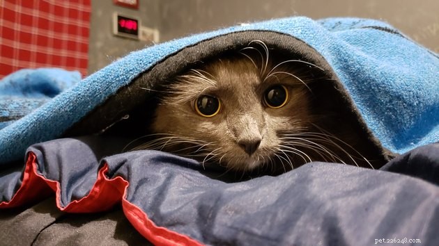 17 Fascinating Cats with Stunning, Large Eyes