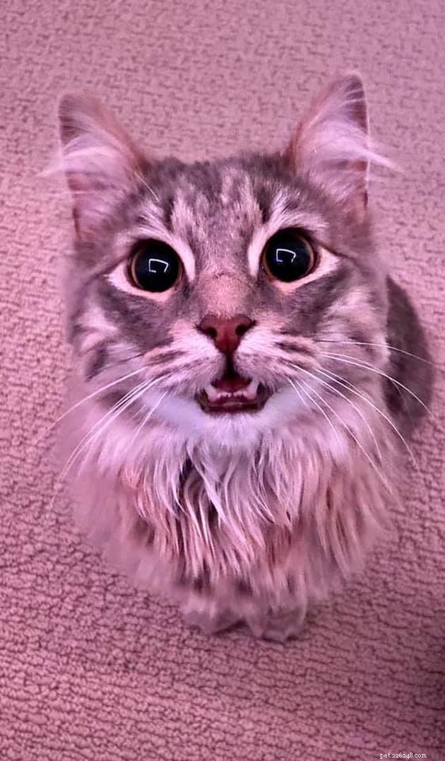 17 Fascinating Cats with Stunning, Large Eyes