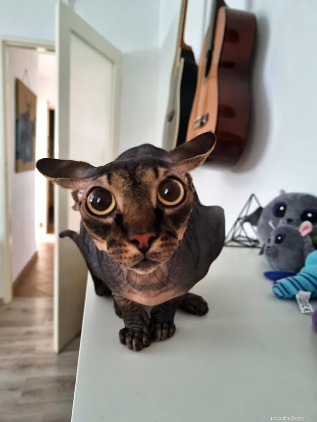 17 Fascinating Cats with Stunning, Large Eyes