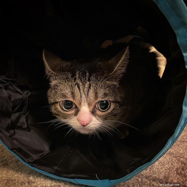 17 Fascinating Cats with Stunning, Large Eyes