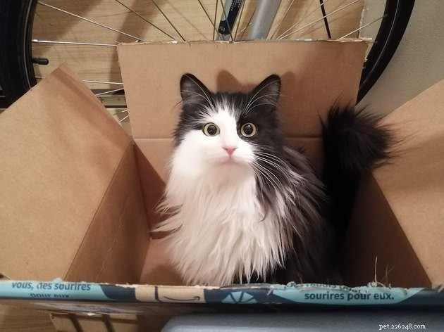 17 Fascinating Cats with Stunning, Large Eyes