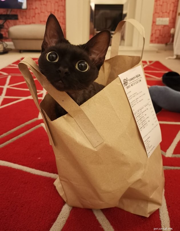 17 Fascinating Cats with Stunning, Large Eyes