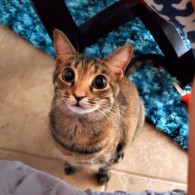 17 Fascinating Cats with Stunning, Large Eyes