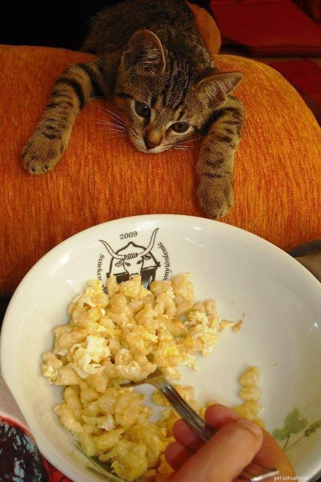 17 Pets That Notice When You Eat – Hilarious Signs of Hunger