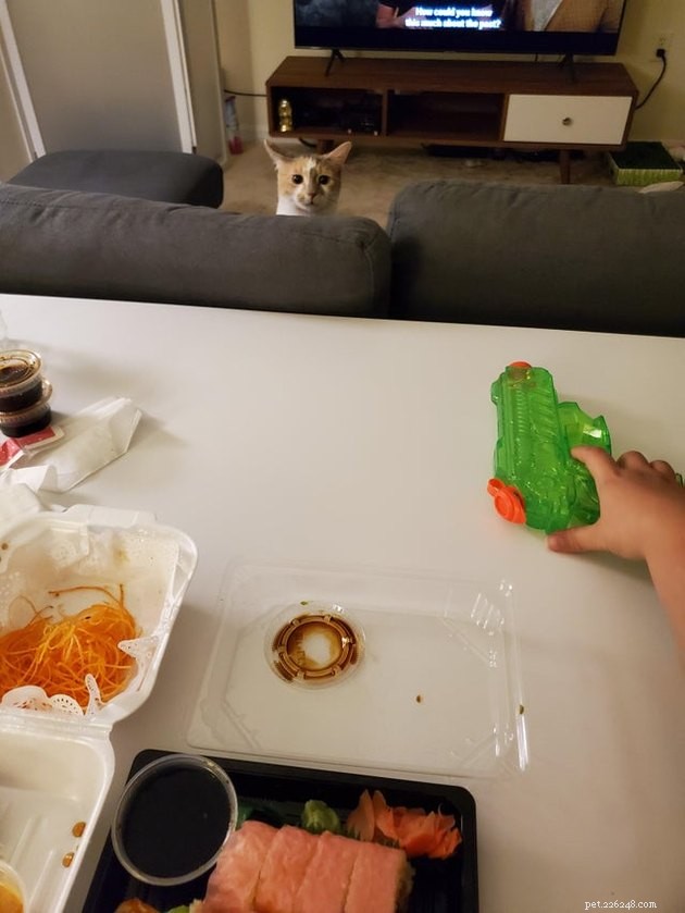 17 Pets That Notice When You Eat – Hilarious Signs of Hunger
