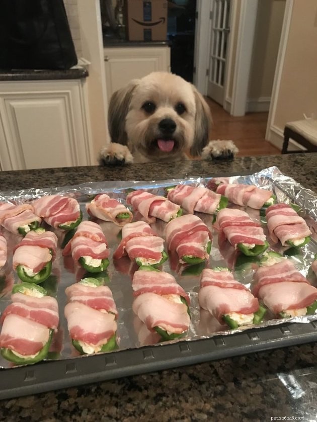 17 Pets That Notice When You Eat – Hilarious Signs of Hunger