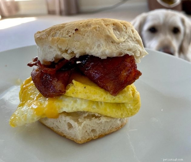 17 Pets That Notice When You Eat – Hilarious Signs of Hunger