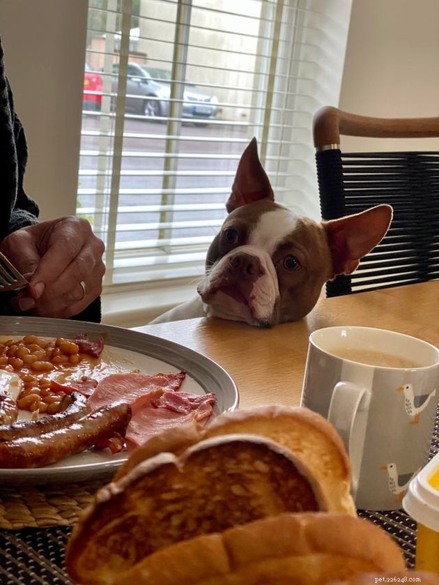17 Pets That Notice When You Eat – Hilarious Signs of Hunger