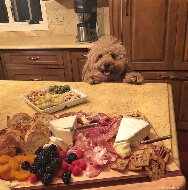 17 Pets That Notice When You Eat – Hilarious Signs of Hunger