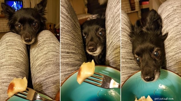 17 Pets That Notice When You Eat – Hilarious Signs of Hunger