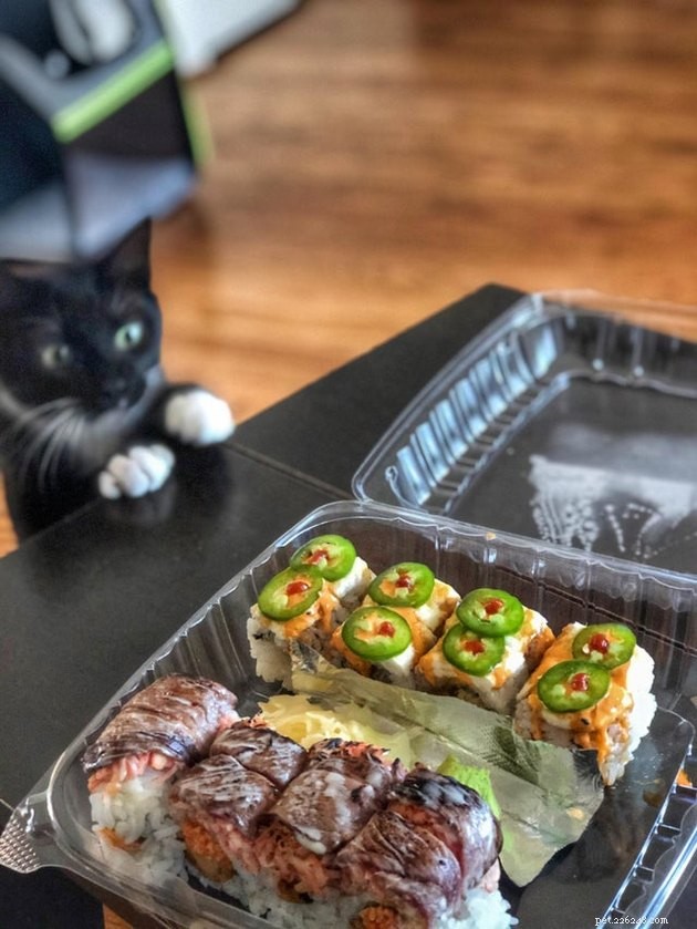 17 Pets That Notice When You Eat – Hilarious Signs of Hunger