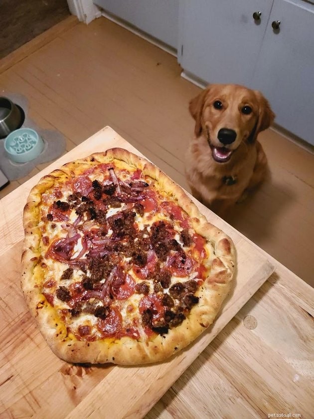 17 Pets That Notice When You Eat – Hilarious Signs of Hunger