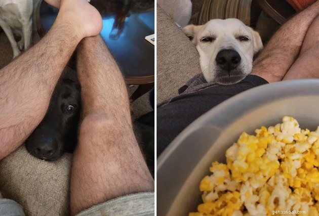 17 Pets That Notice When You Eat – Hilarious Signs of Hunger
