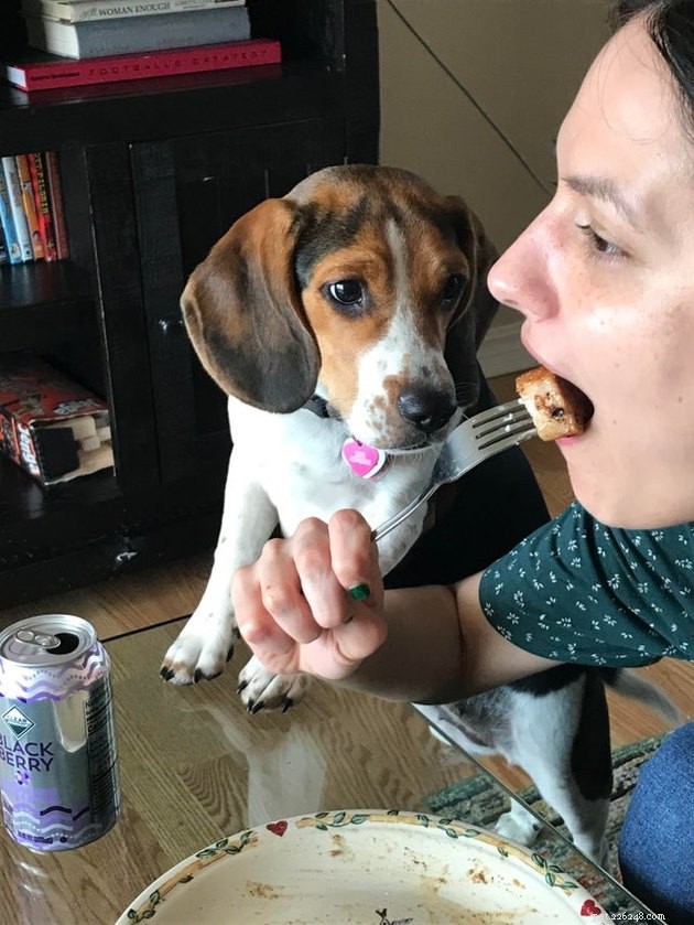 17 Pets That Notice When You Eat – Hilarious Signs of Hunger