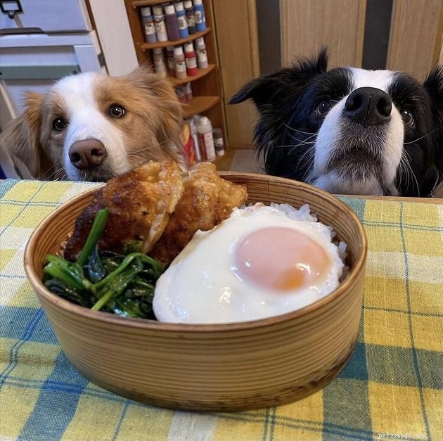 17 Pets That Notice When You Eat – Hilarious Signs of Hunger