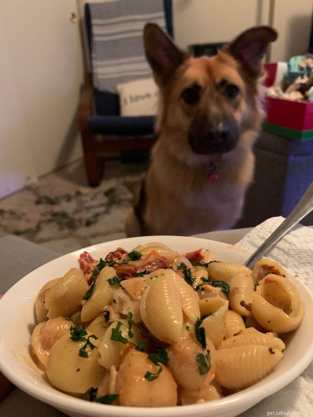 17 Pets That Notice When You Eat – Hilarious Signs of Hunger