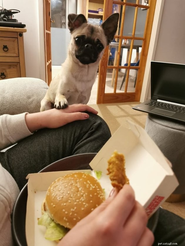 17 Pets That Notice When You Eat – Hilarious Signs of Hunger