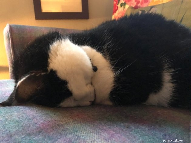 15 Adorable Cats Capturing the Charm of Faceplanting