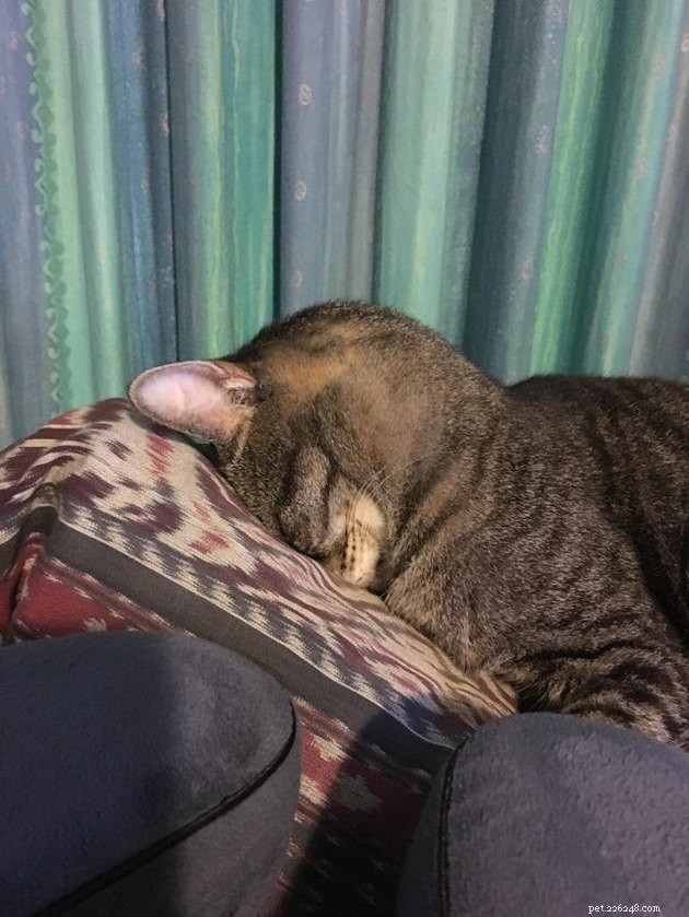 15 Adorable Cats Capturing the Charm of Faceplanting
