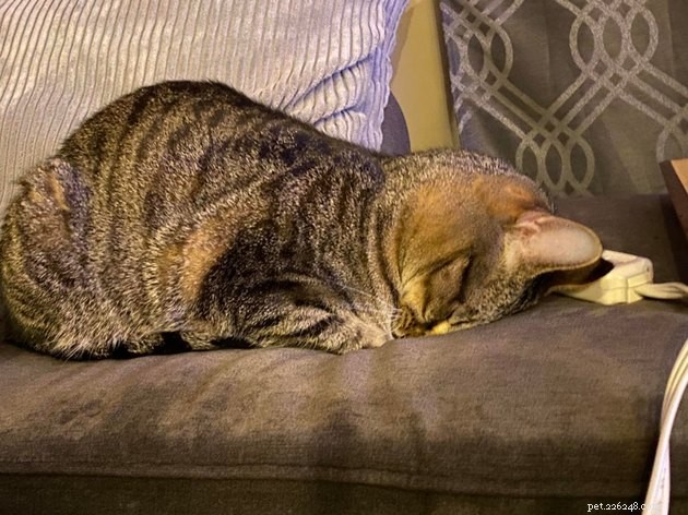 15 Adorable Cats Capturing the Charm of Faceplanting