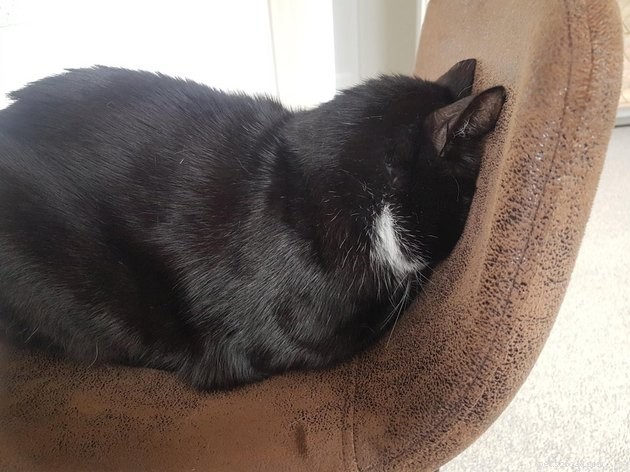 15 Adorable Cats Capturing the Charm of Faceplanting