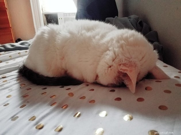 15 Adorable Cats Capturing the Charm of Faceplanting