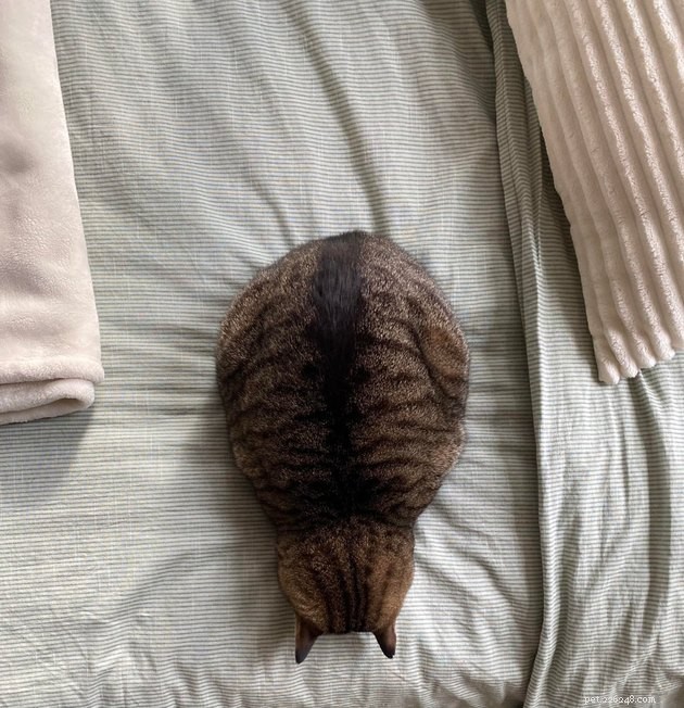15 Adorable Cats Capturing the Charm of Faceplanting