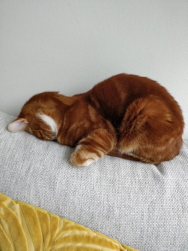 15 Adorable Cats Capturing the Charm of Faceplanting